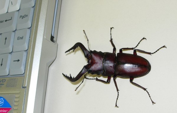 A large beetle with scary jaws approaches a defenseless laptop (33K JPEG)